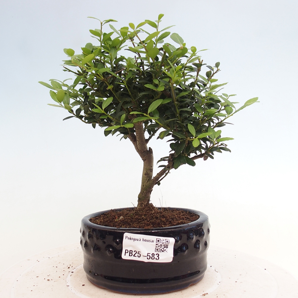 Zimmerbonsai - Ilex crenata - Holly