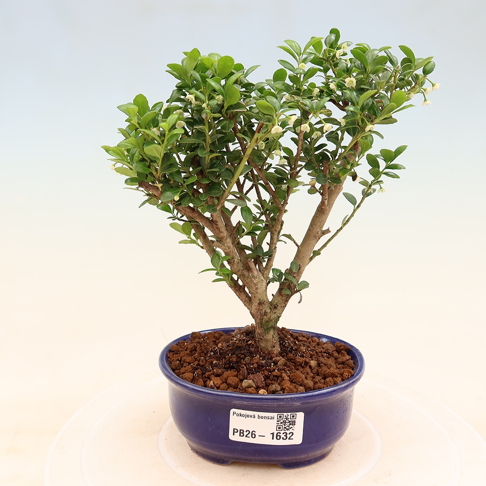 Zimmer Bonsai - Ilex crenata - Stechpalme