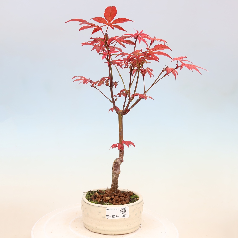 Bonsai für draußen - Acer-Palme. Atropurpureum-Javor palmate