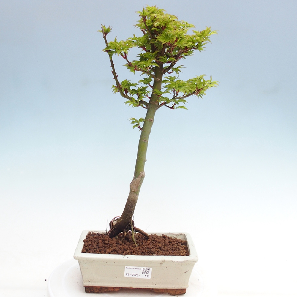 Bonsai im Freien - Acer palmatum Shishigashira-Ahorn