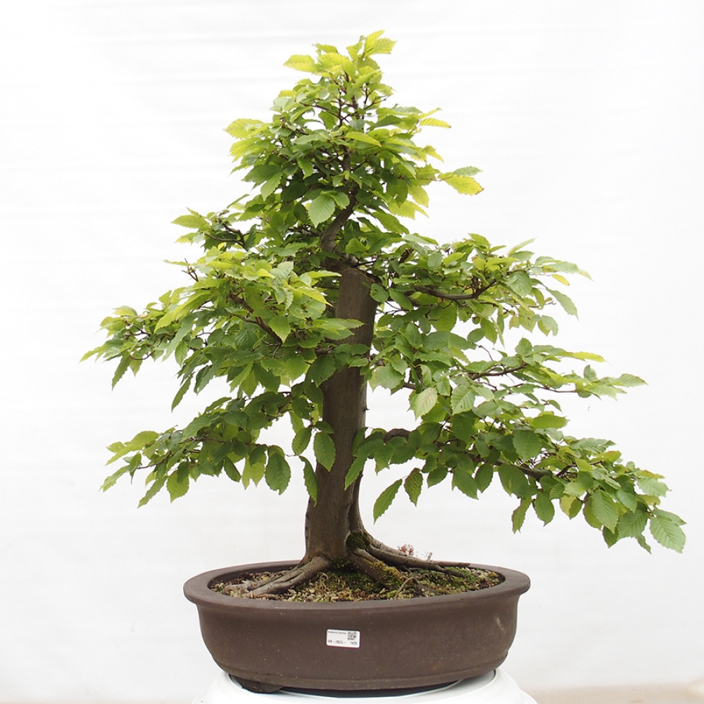 Bonsai im Freien - Hainbuche - Carpinus betulus