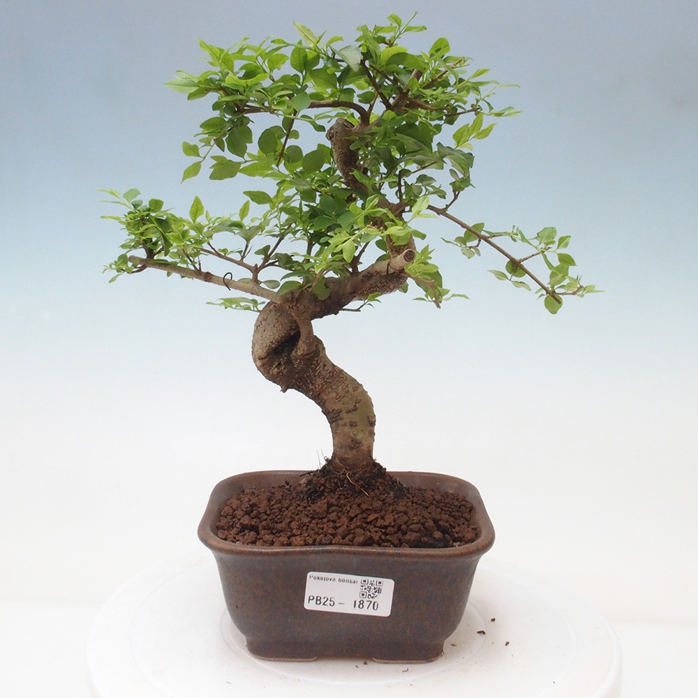 Indoor Bonsai -Ligustrum chinensis - Vogelschnabel