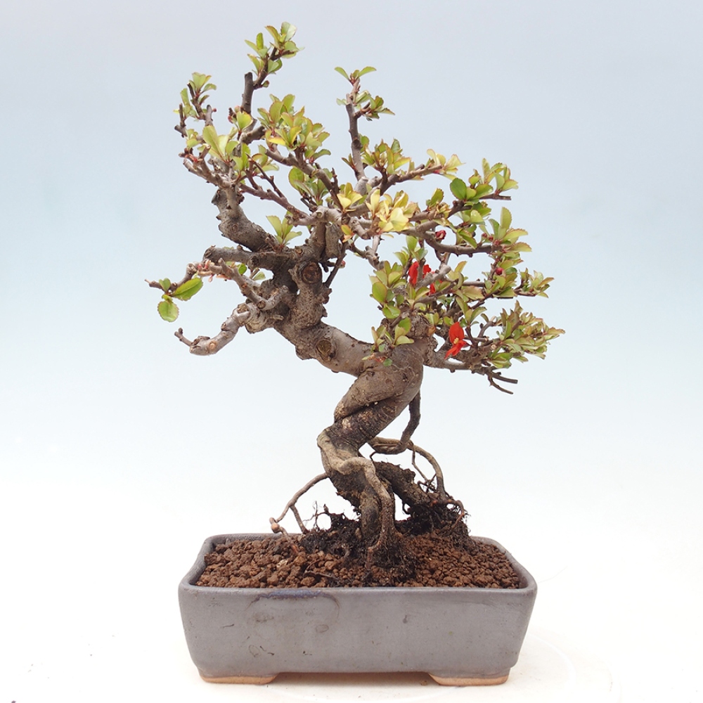 Bonsai für draußen - Chaneomeles speciosa - Quitte