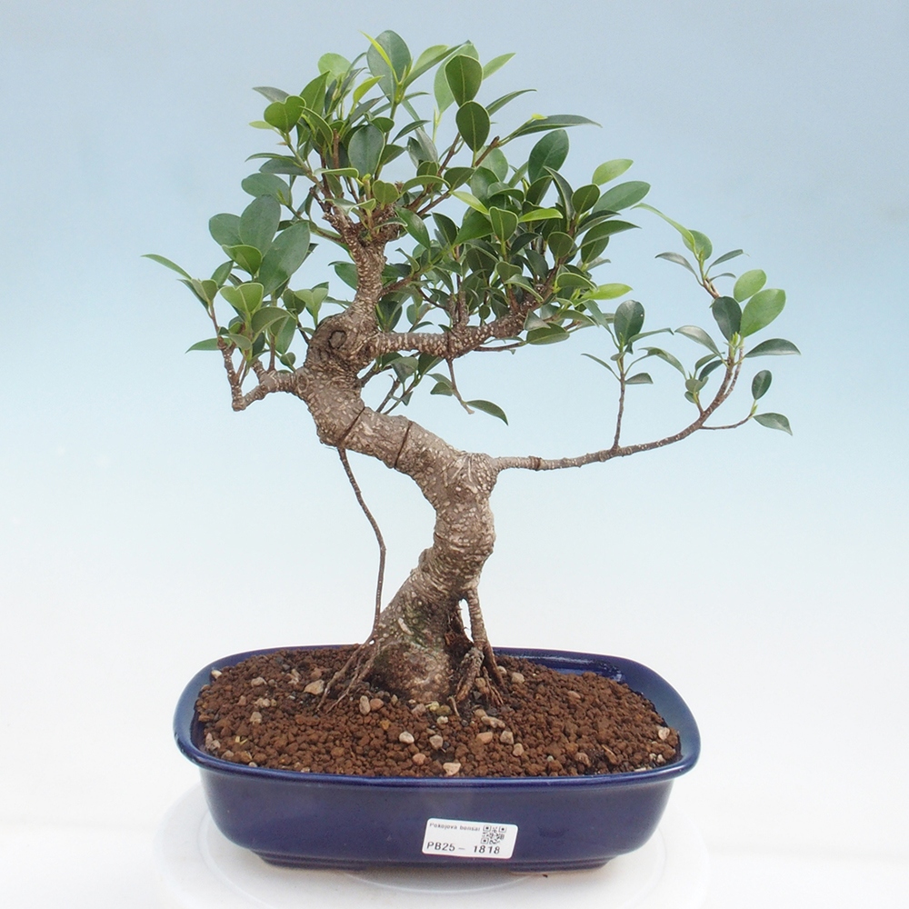 Indoor-Bonsai - Ficus kimmen - kleinblättriger Ficus