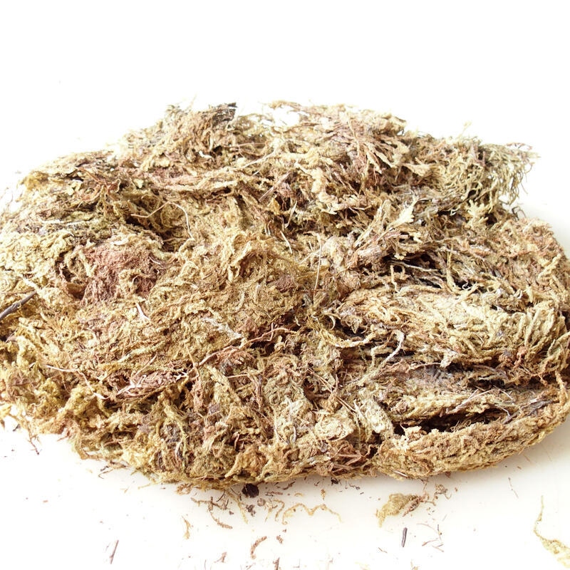 Moose (Bryophyta) - Moos 100 g