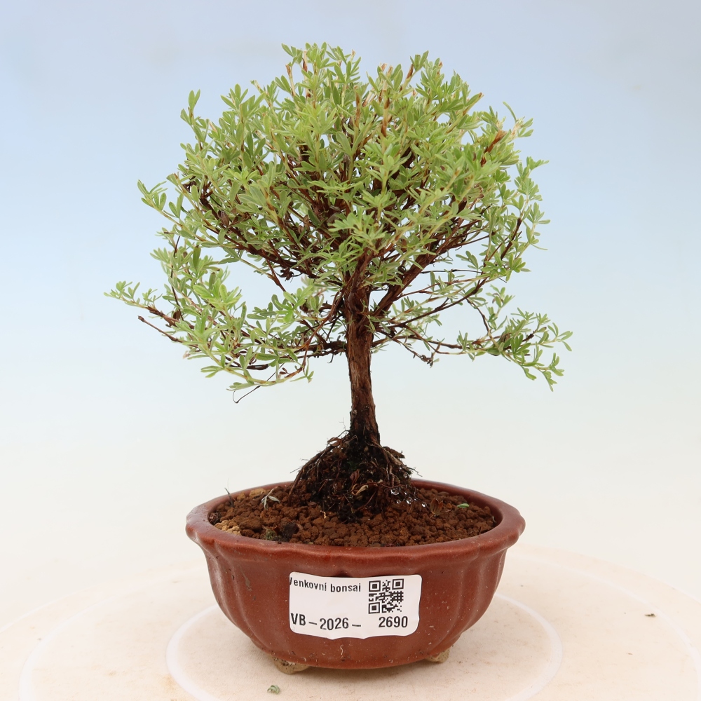 Bonsai für den Außenbereich – Strauch-Fingerkraut – Potentilla fruticosa „Goldkissen“