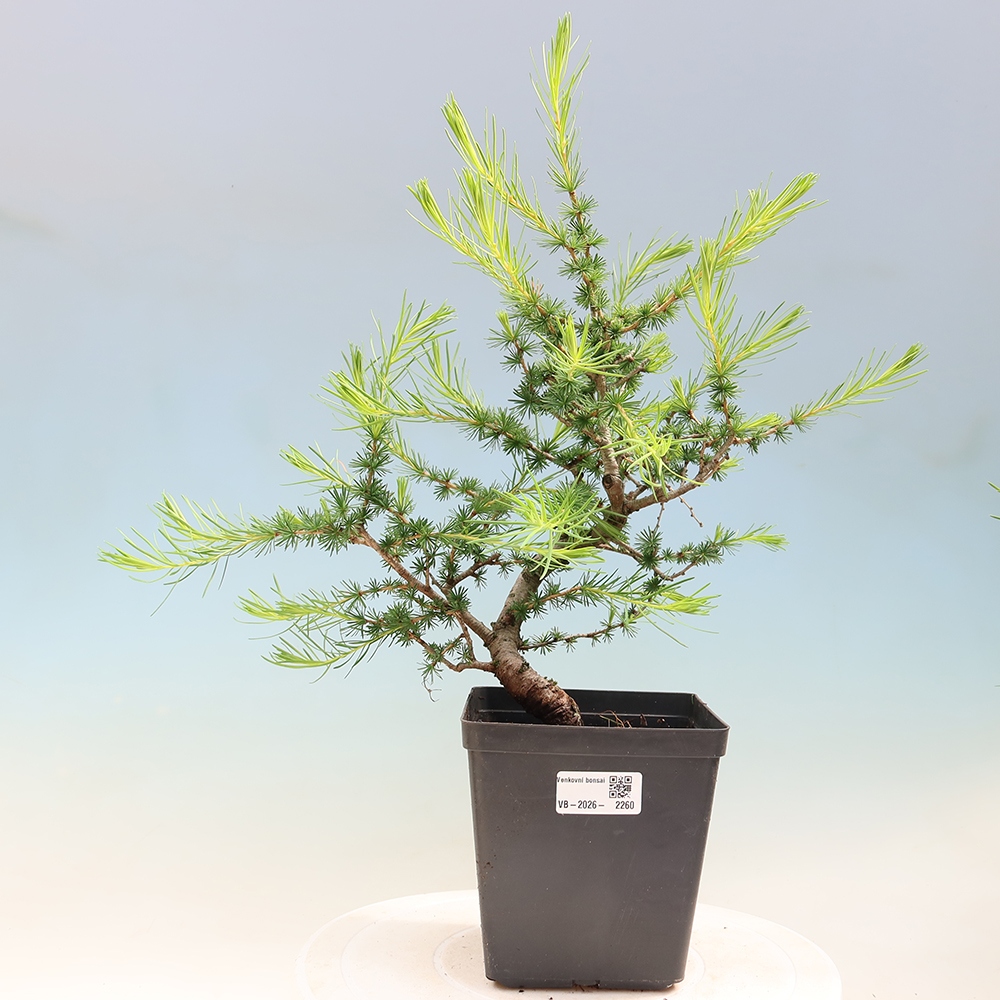 Bonsai für draußen -Larix decidua - Lärche