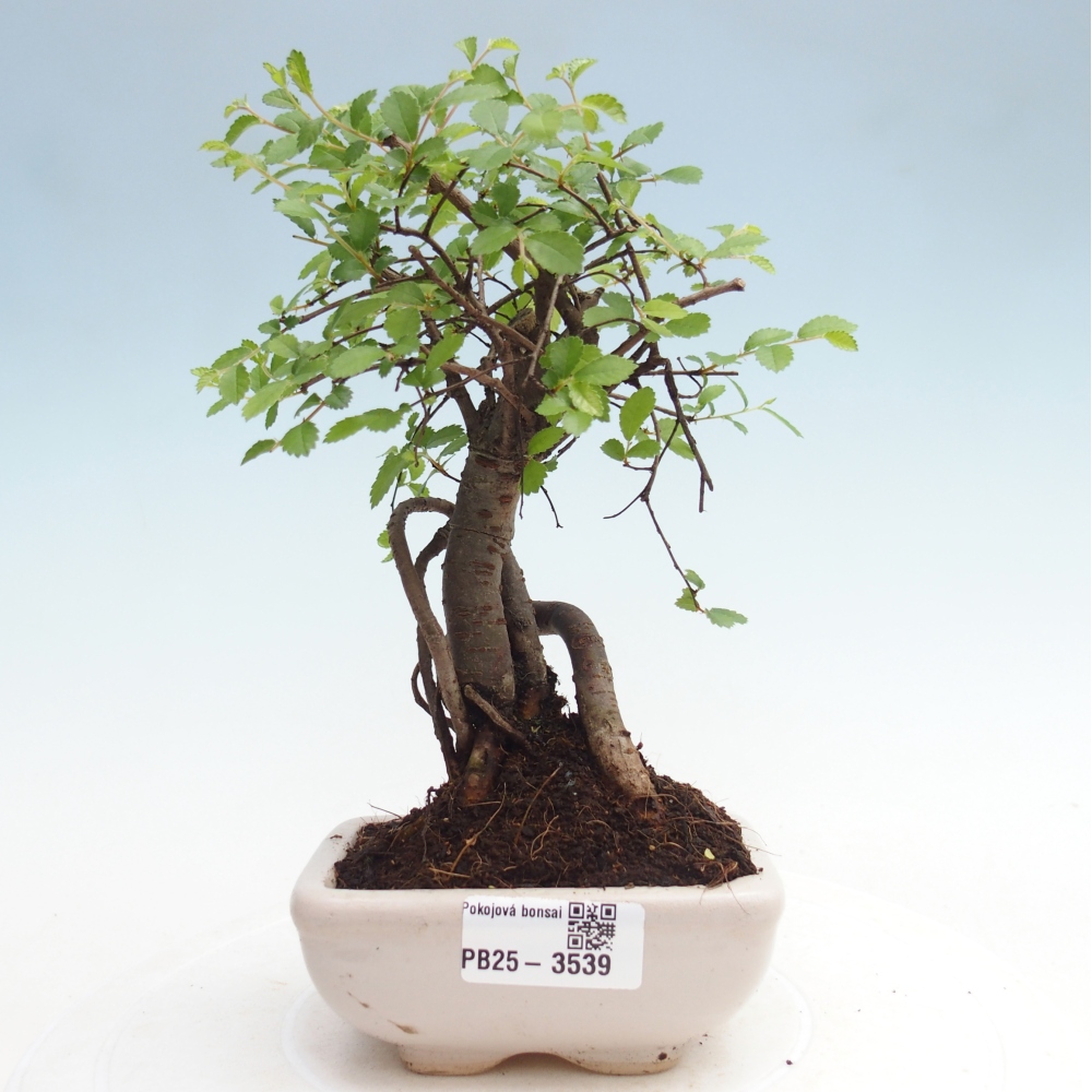 Zimmerbonsai - Ulmus parvifolia - Kleinblättrige Ulme