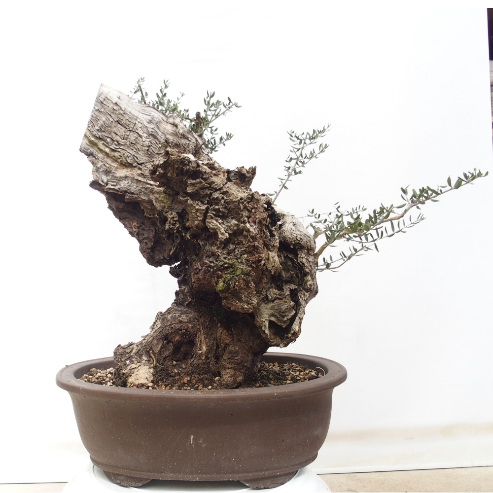 Indoor-Bonsai - Olea europaea sylvestris - Europäisches kleinblättriges Olivenöl