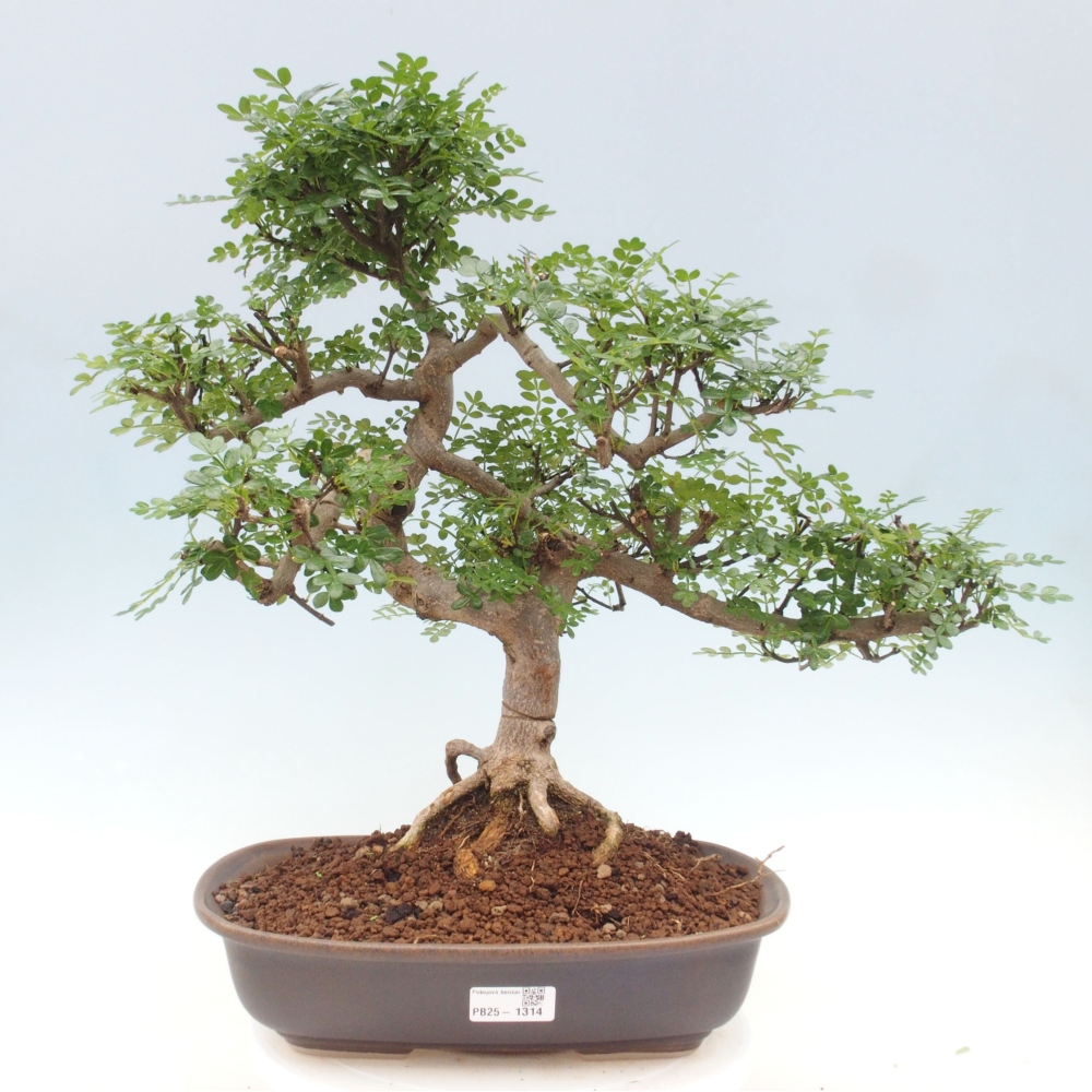 Zimmerbonsai - Zantoxylum piperitum - Pfefferminze