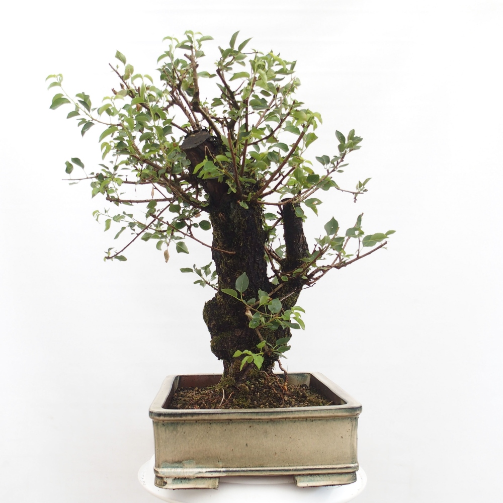 Bonsai im Freien - Mahalebka - Prunus mahaleb