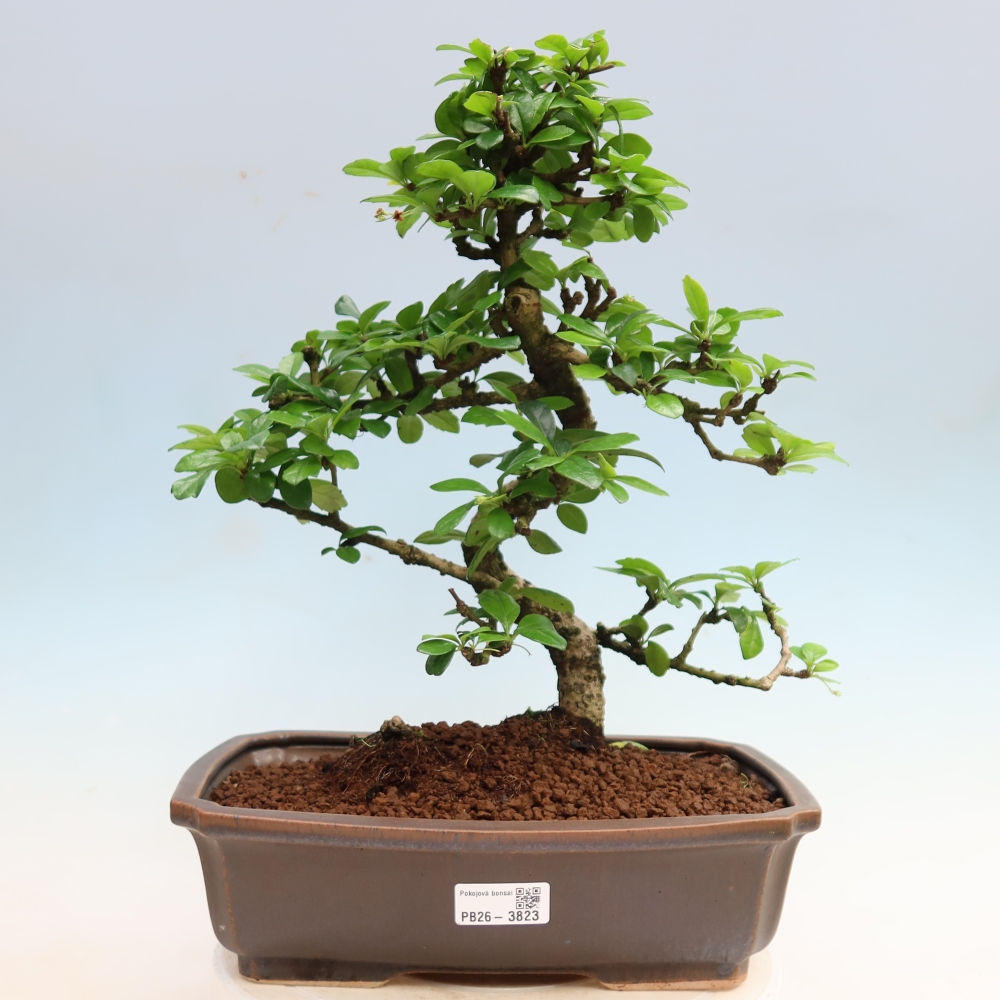 Zimmer-Bonsai - Carmona macrophylla - Tee-Fuki