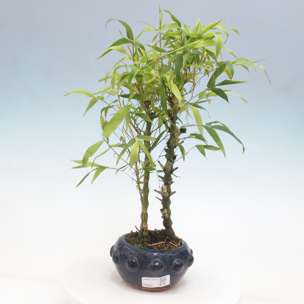 Zimmerbonsai - Bambus-Buddha-Bambus-Buddha-Bauch