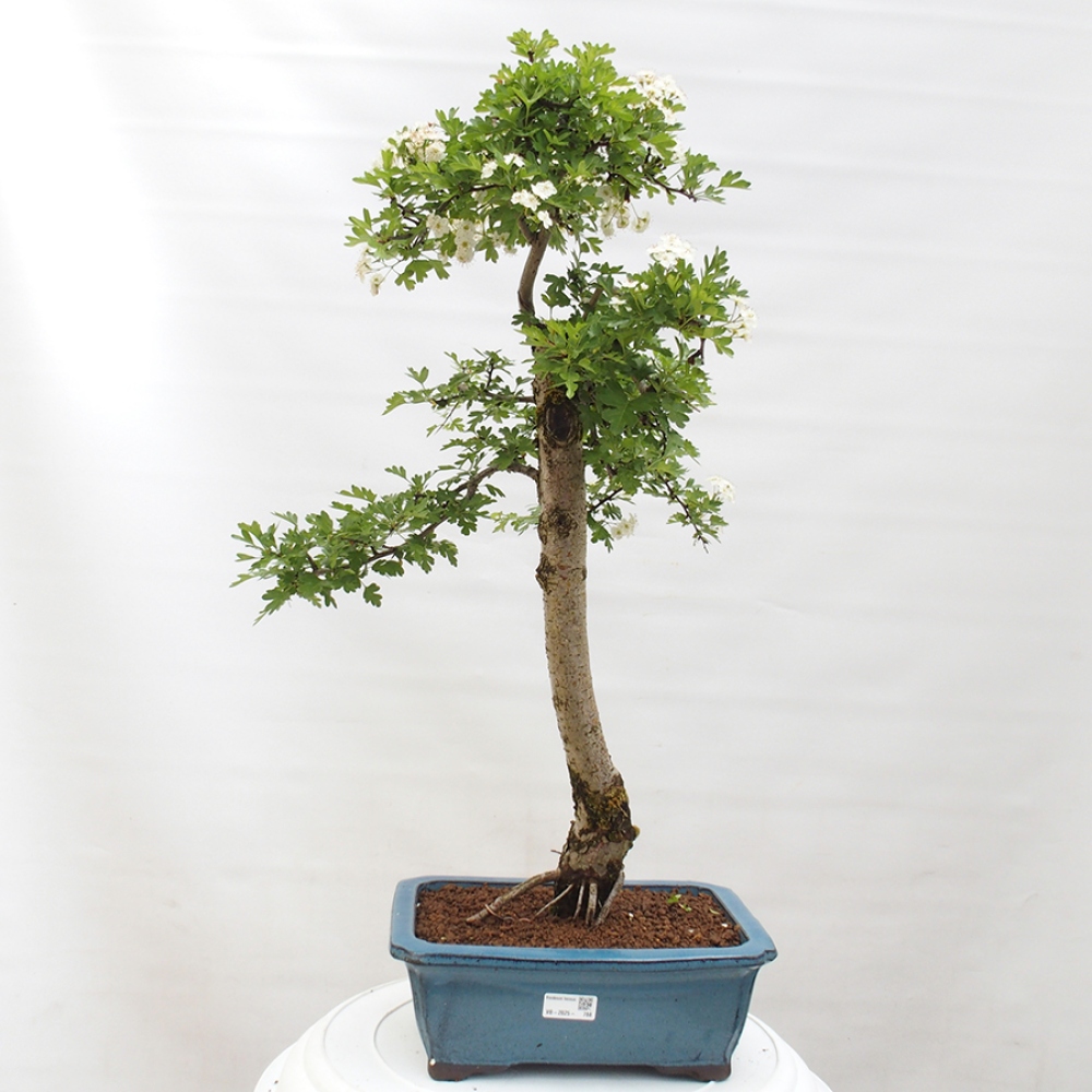 Bonsai im Freien - Weißdorn - Crataegus monogyna