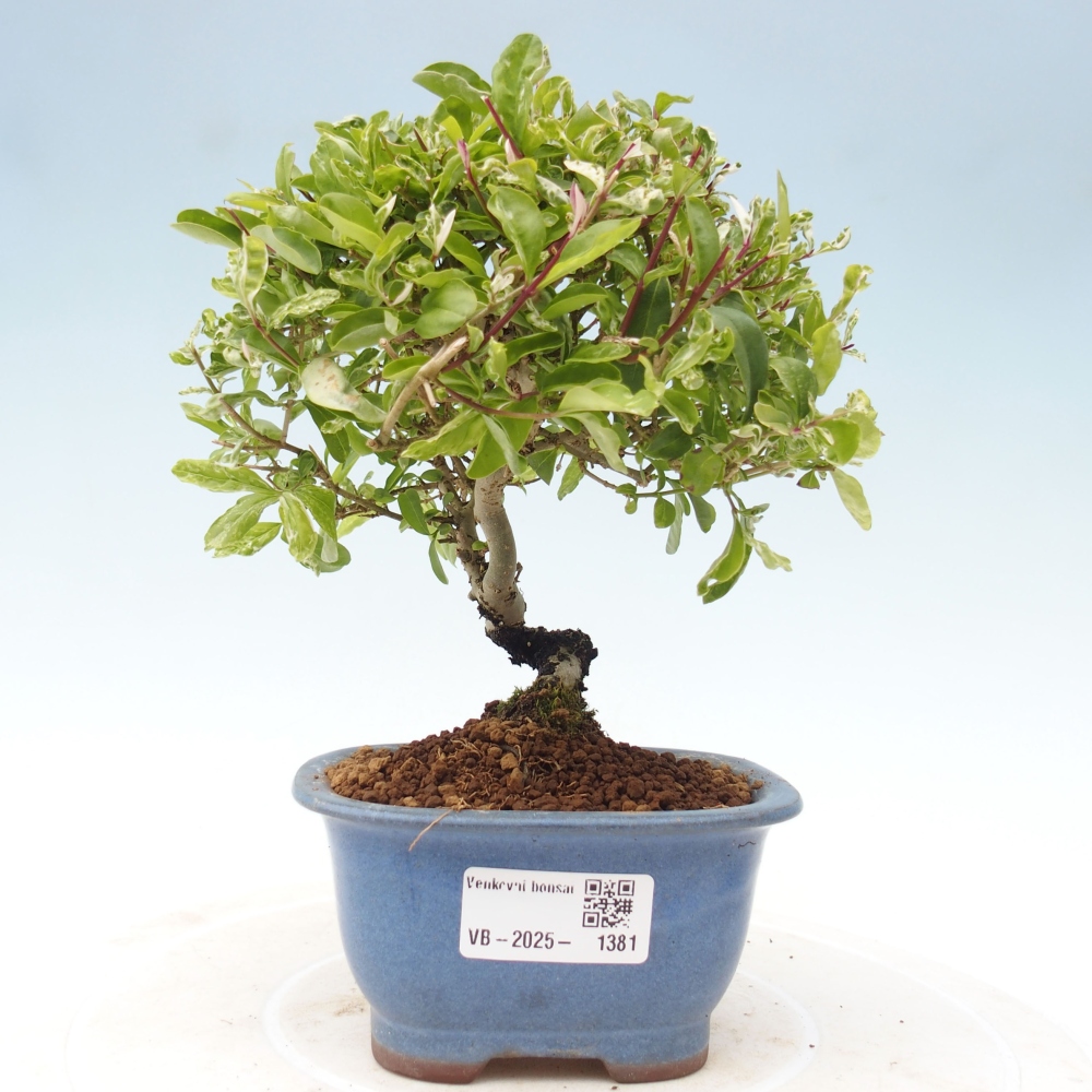 Freilandbonsai - Ligustrum obtusifolium - Stumpfblättriger Vogelschnabel