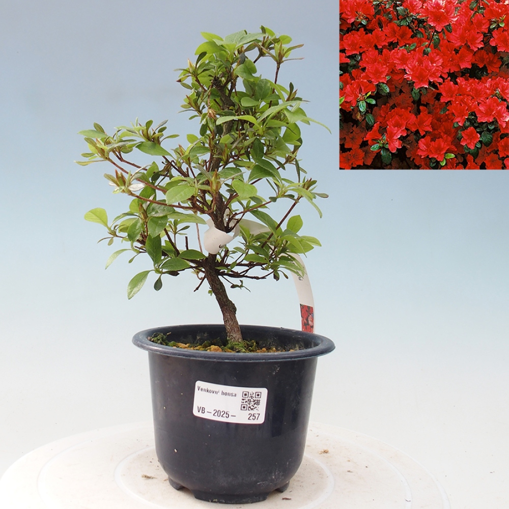 Bonsai im Freien - Japanische Azalee - Azalea Benibeni