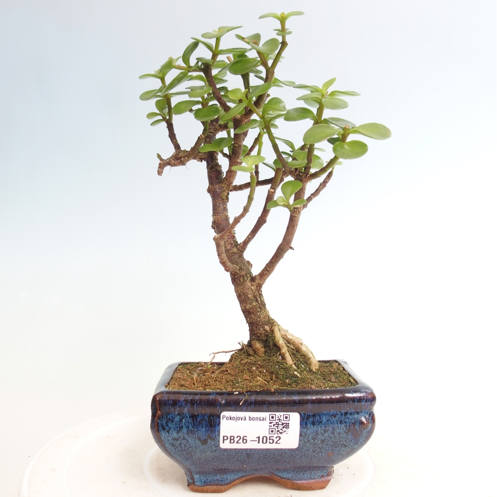 Zimmer Bonsai - Portulakaria Afra - Tlustice