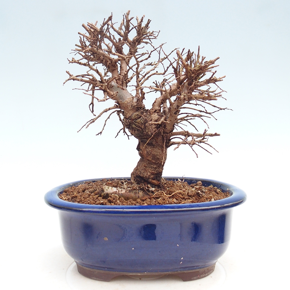 Bonsai für draußen - Zelkova - Zelkova NIRE