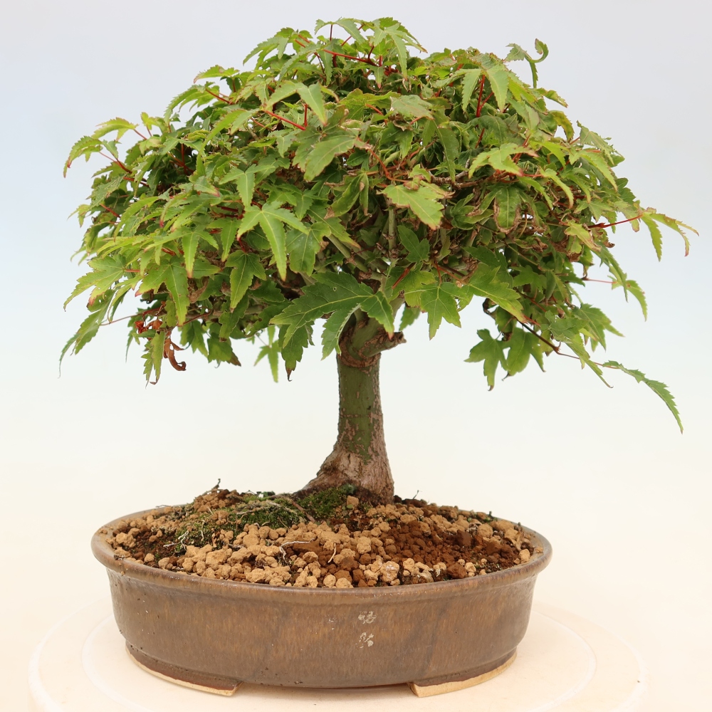Acer palmatum KIOHIME - Palmetto-Ahorn