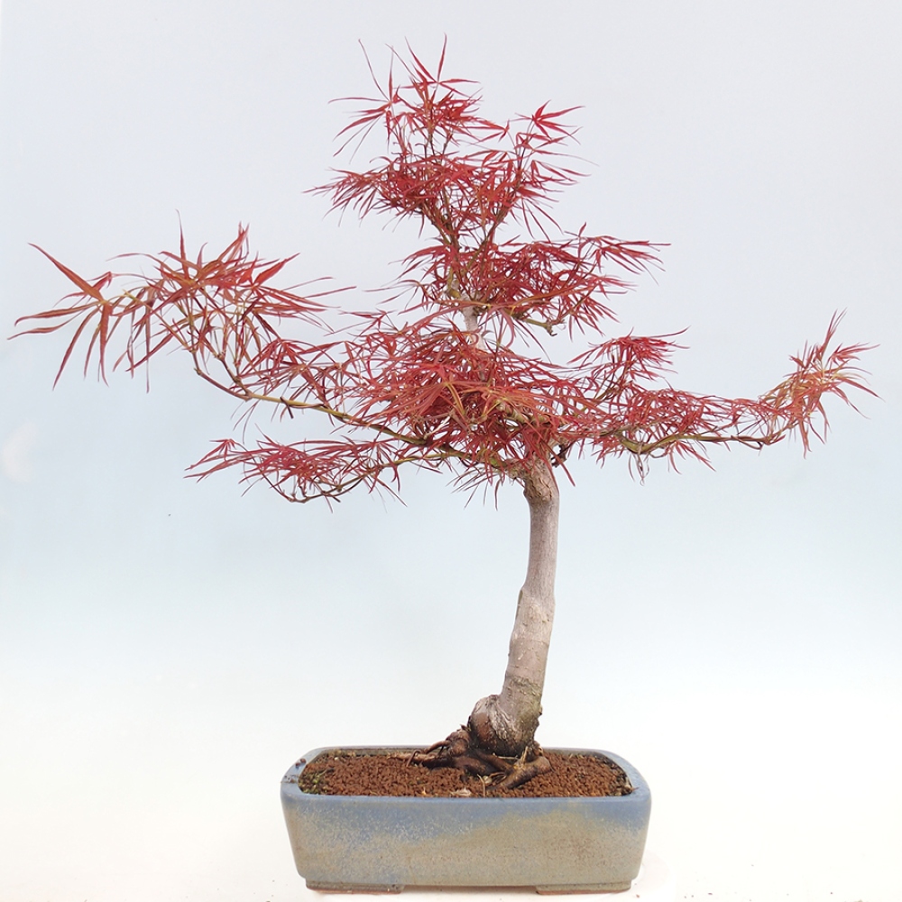 Bonsai im Freien - Acer palmatum RED PYGMY