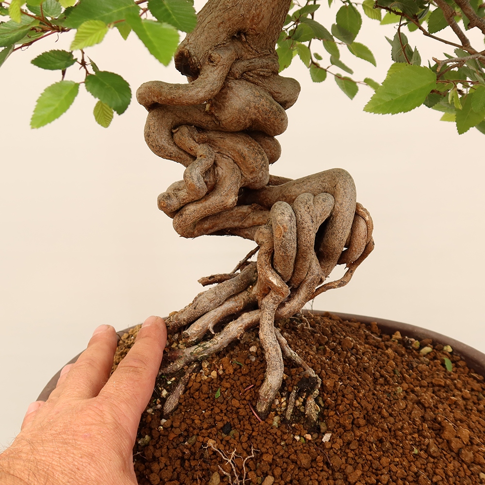 Bonsai im Freien - Carpinus Coreana - Koreanische Hainbuche