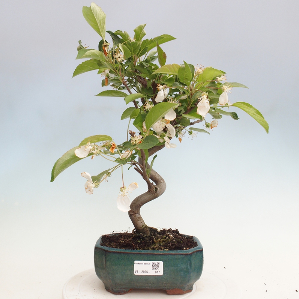 Bonsai im Freien - Malus halliana - Kleinfruchtiger Apfelbaum