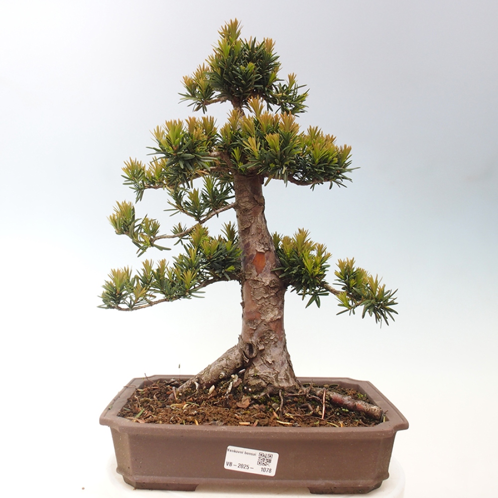 Bonsai im Freien - Taxus cuspidata - Japanische Eibe