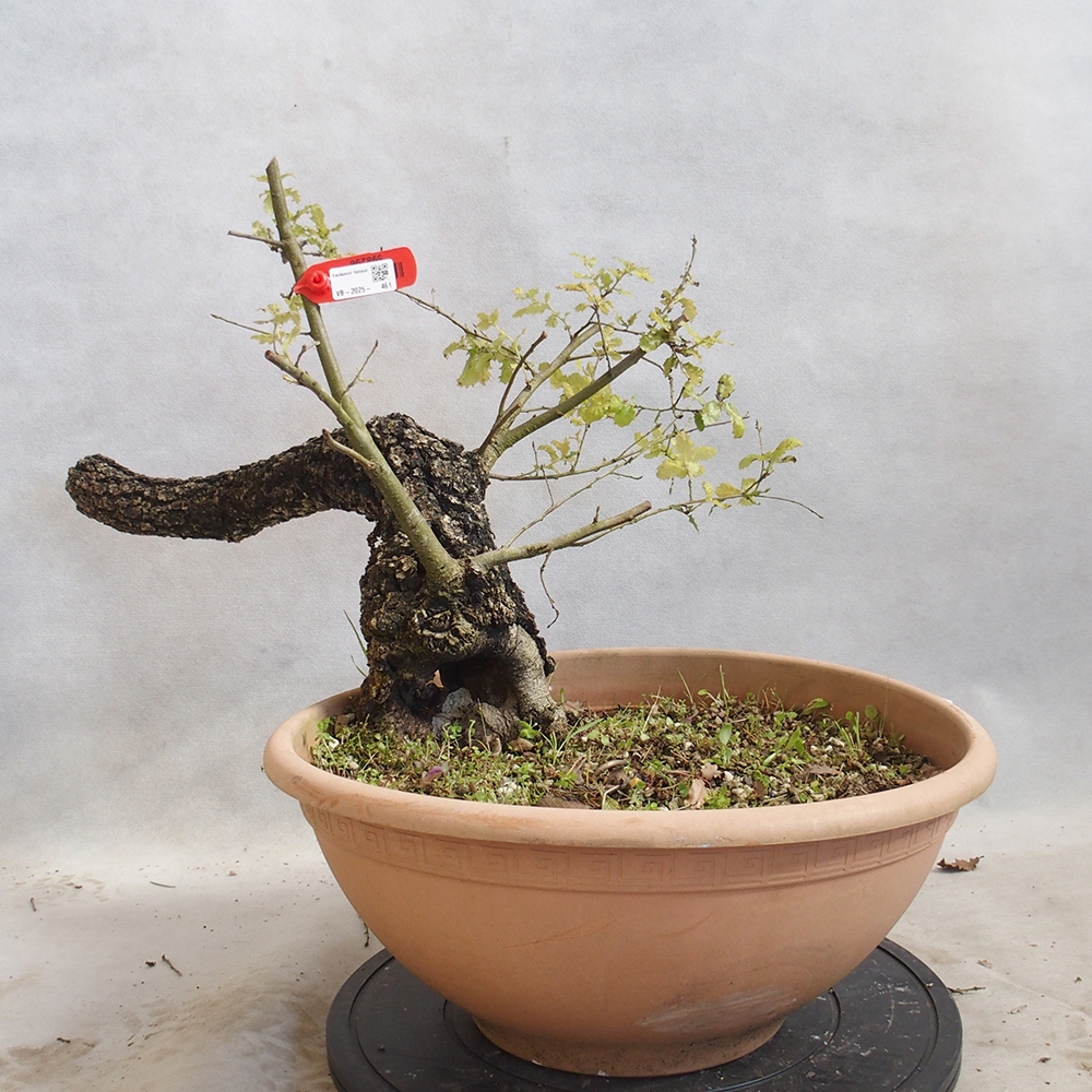 Freilandbonsai Quercus Cerris - Eiche Cer