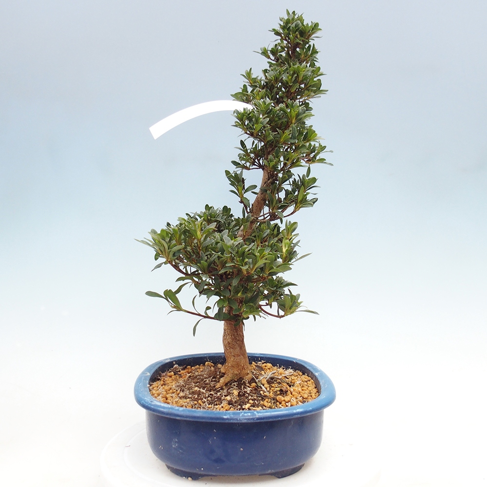 Bonsai für draußen - Japanische Azalee - Azalee Tateyama-no-Yuki