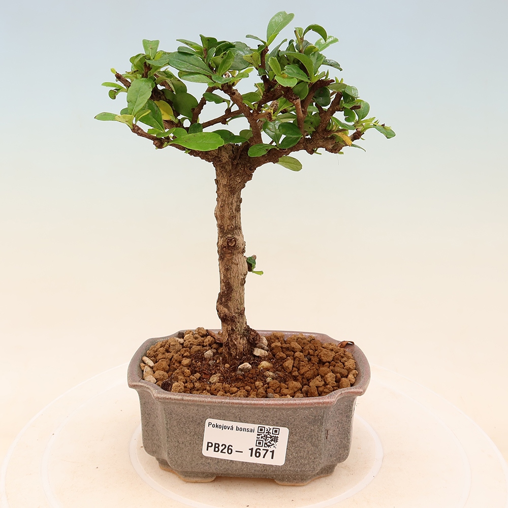 Zimmer-Bonsai - Carmona macrophylla - Tee-Fuki