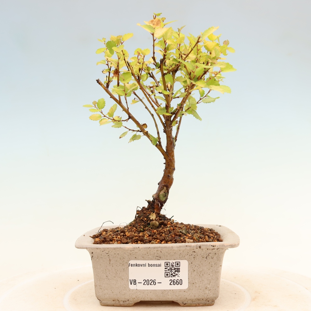 Bonsai für den Außenbereich – Zwergbirke – Betula NANA Golden Treasure