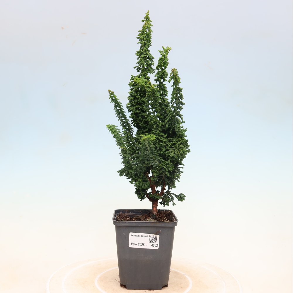 Bonsai für draußen - Cham. obtusa SEKKA HINOKI - Zypresse