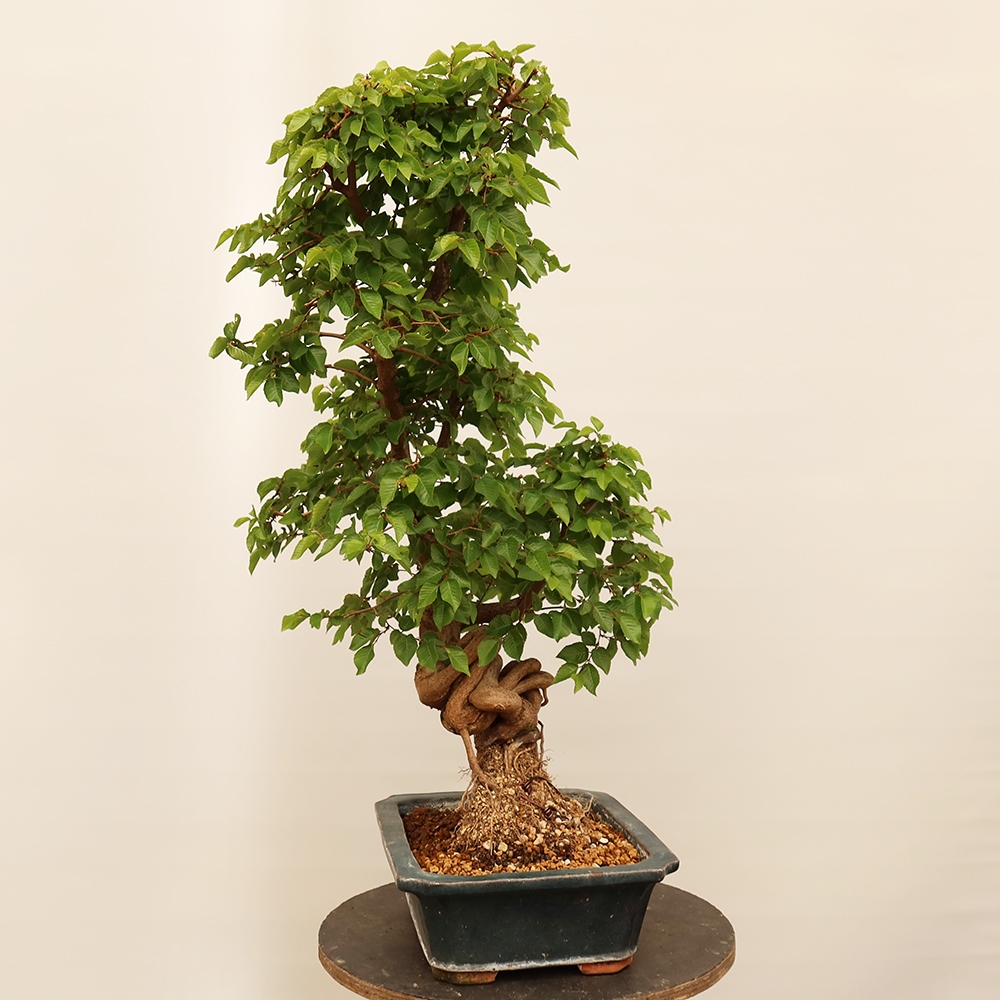 Bonsai im Freien - Carpinus Coreana - Koreanische Hainbuche