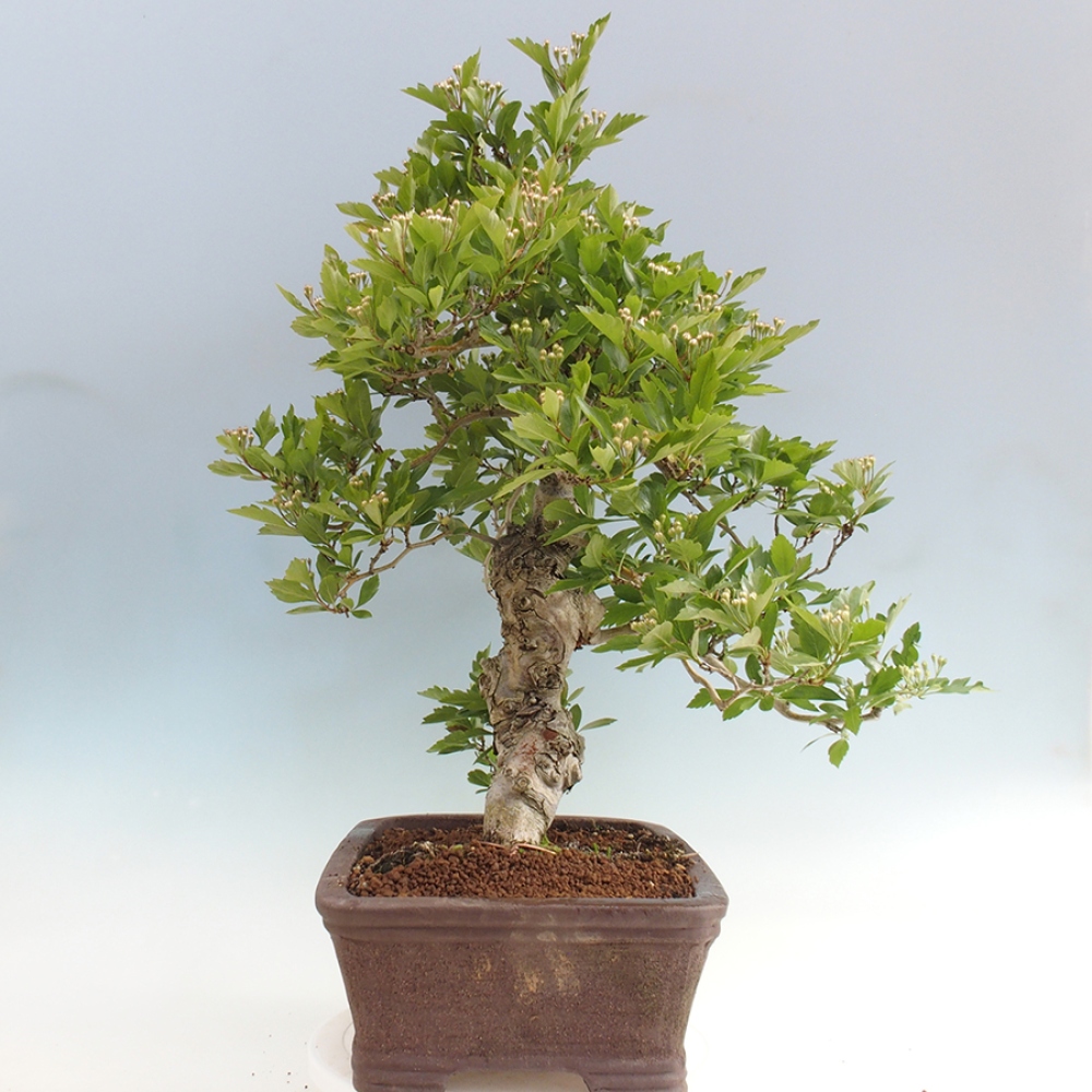 Bonsai im Freien - Weißdorn - Crataegus cuneata