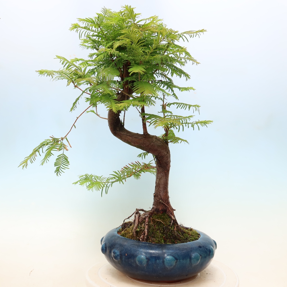 Bonsai für draußen - Metasequoia glyptostroboides - Chinesische Metasequoia