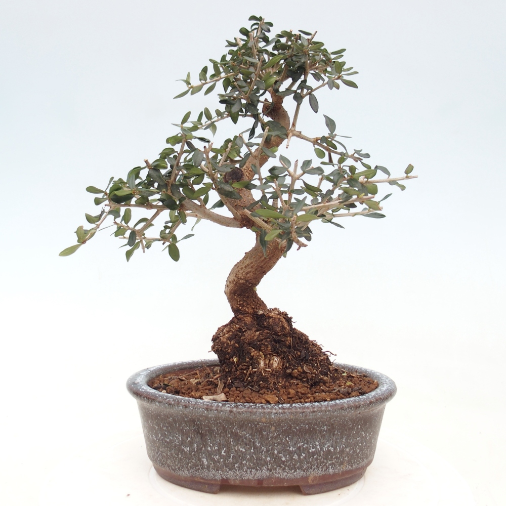 Zimmerbonsai - Olea europaea sylvestris
