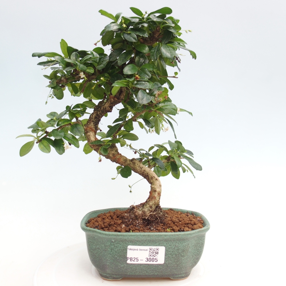 Zimmerbonsai - Carmona Macrophylla - Fuki-Tee