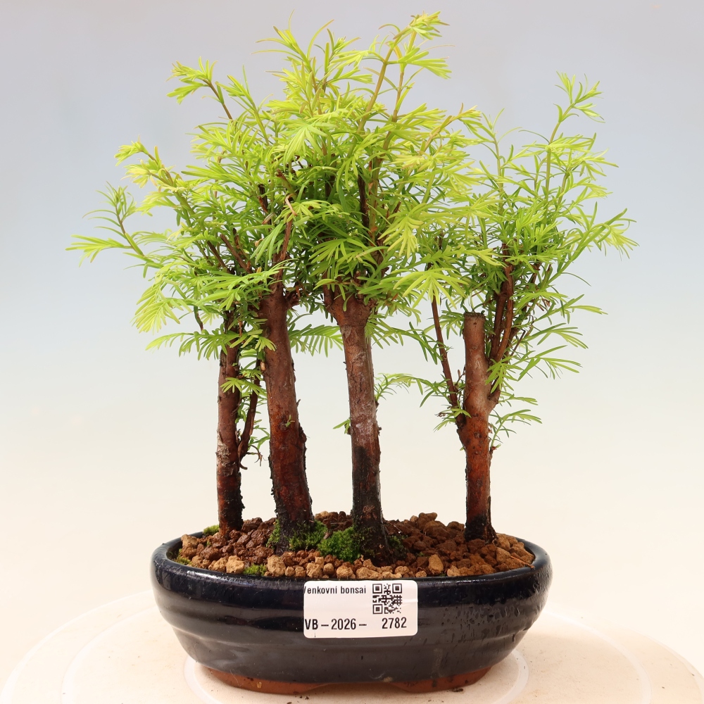 Bonsai für den Außenbereich – Metasequoia glyptostroboides – Chinesische Metasequoia – Wäldchen