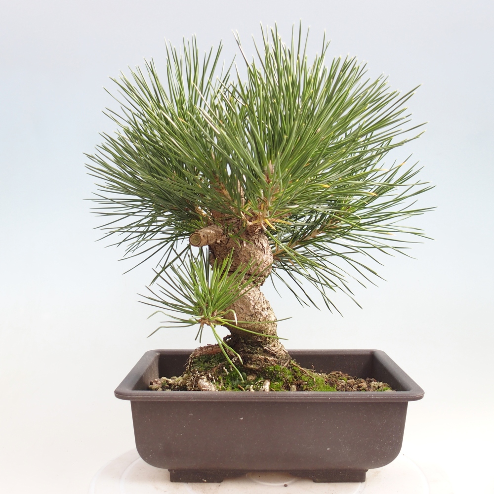 Bonsai für draußen - Pinus thunbergii - Thunberg-Kiefer