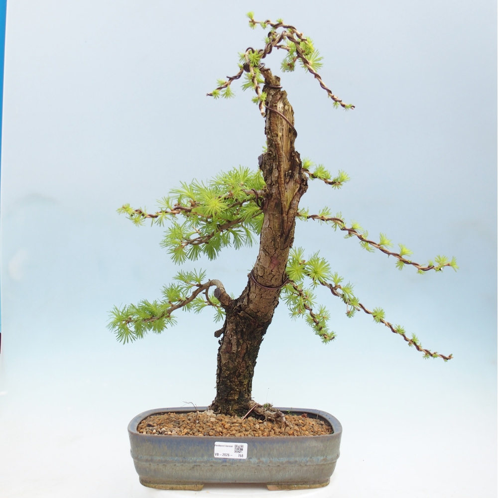 Bonsai für draußen -Larix decidua - Lärche