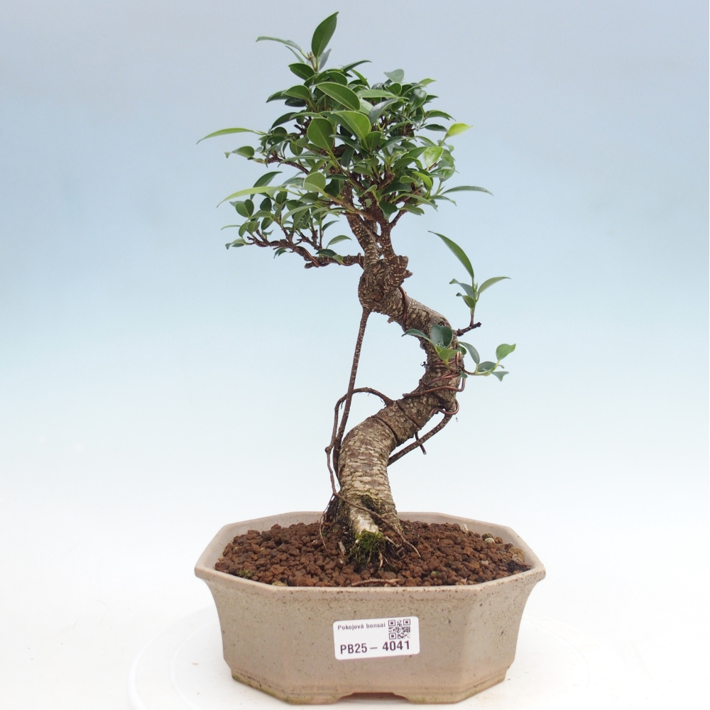 Zimmerbonsai - Ficus retusa - Kleinblättriger Ficus
