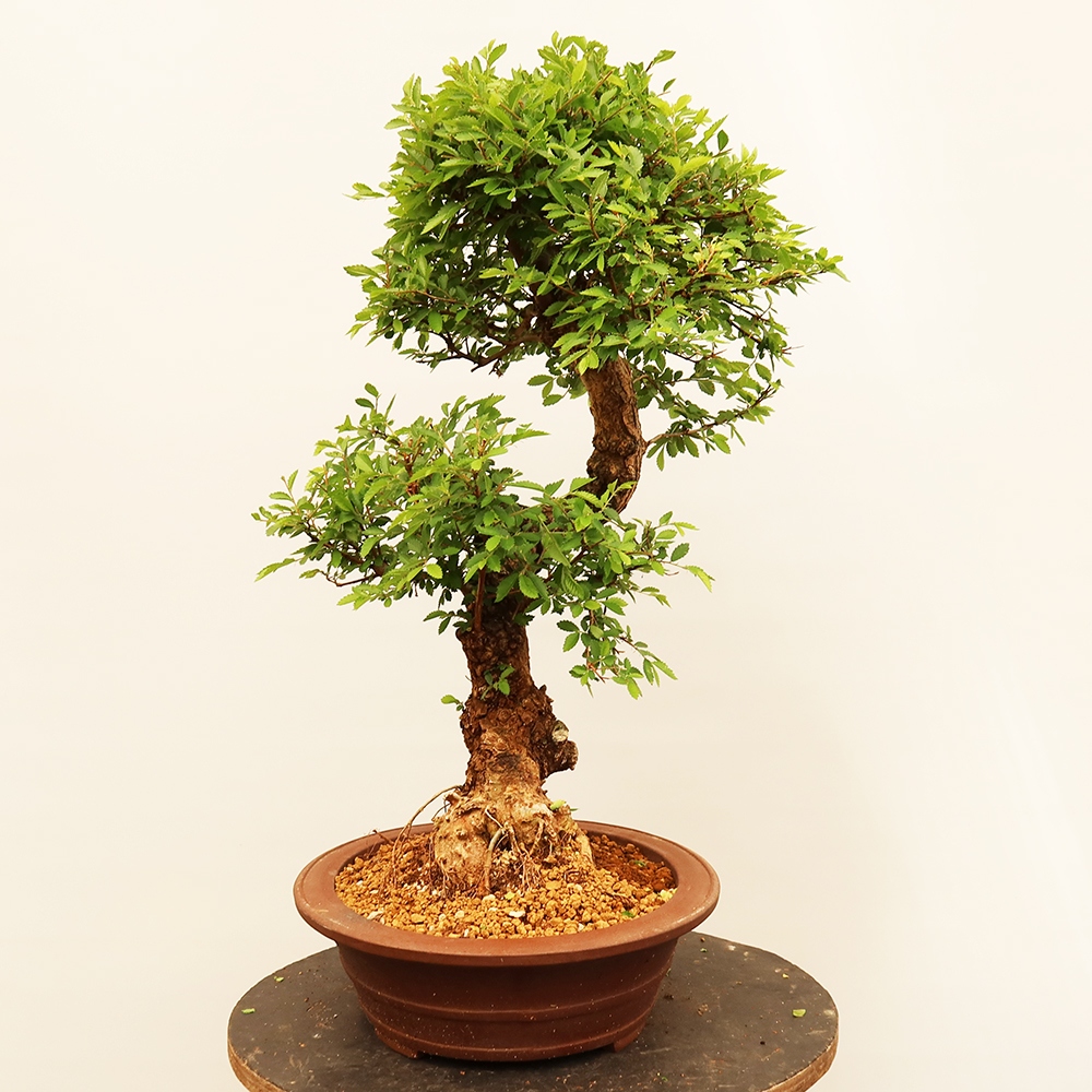 Bonsai im Freien - Zelkova - Zelkova NIRE