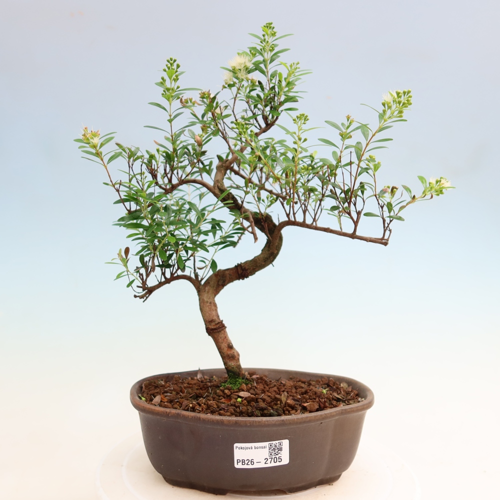 Zimmer Bonsai - Syzygium - Piment