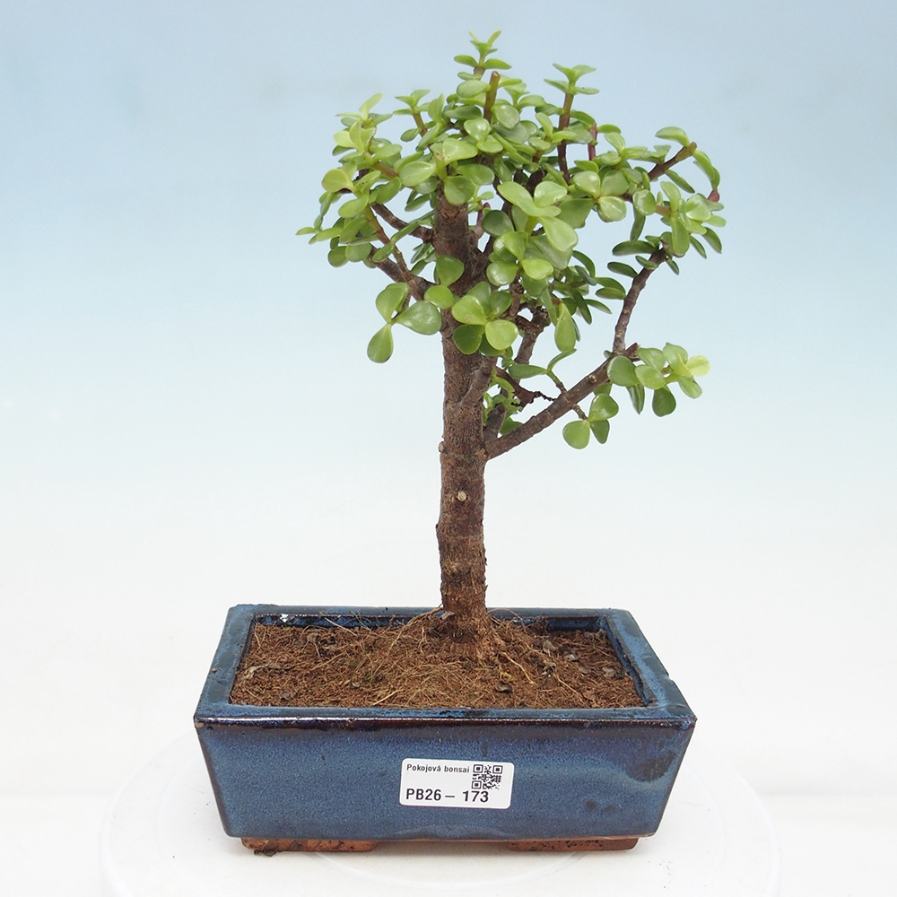 Zimmer Bonsai - Portulakaria Afra - Tlustice