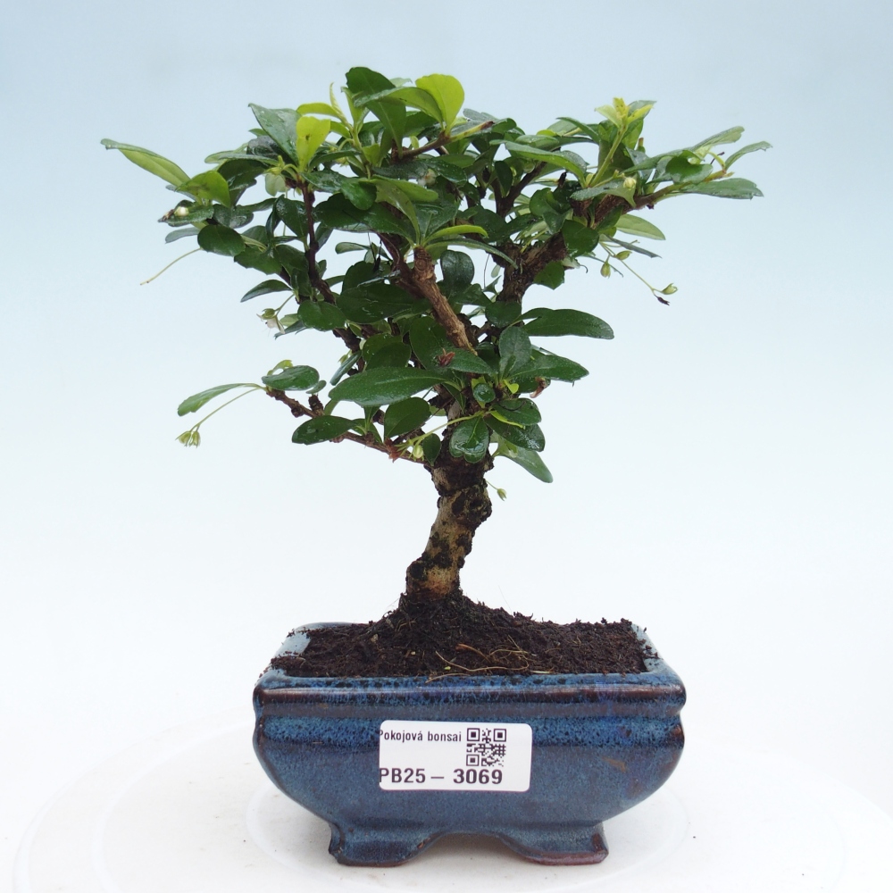 Zimmerbonsai - Carmona Macrophylla - Fuki-Tee
