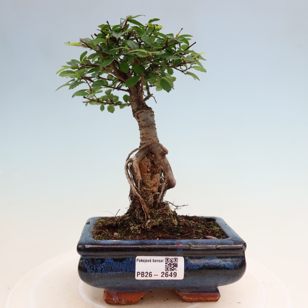 Zimmerbonsai - Ulmus parvifolia - Kleinblättrige Ulme