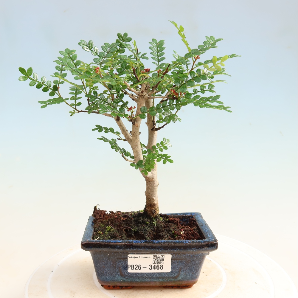 Zimmer Bonsai - Zantoxylum piperitum - Pfefferbaum