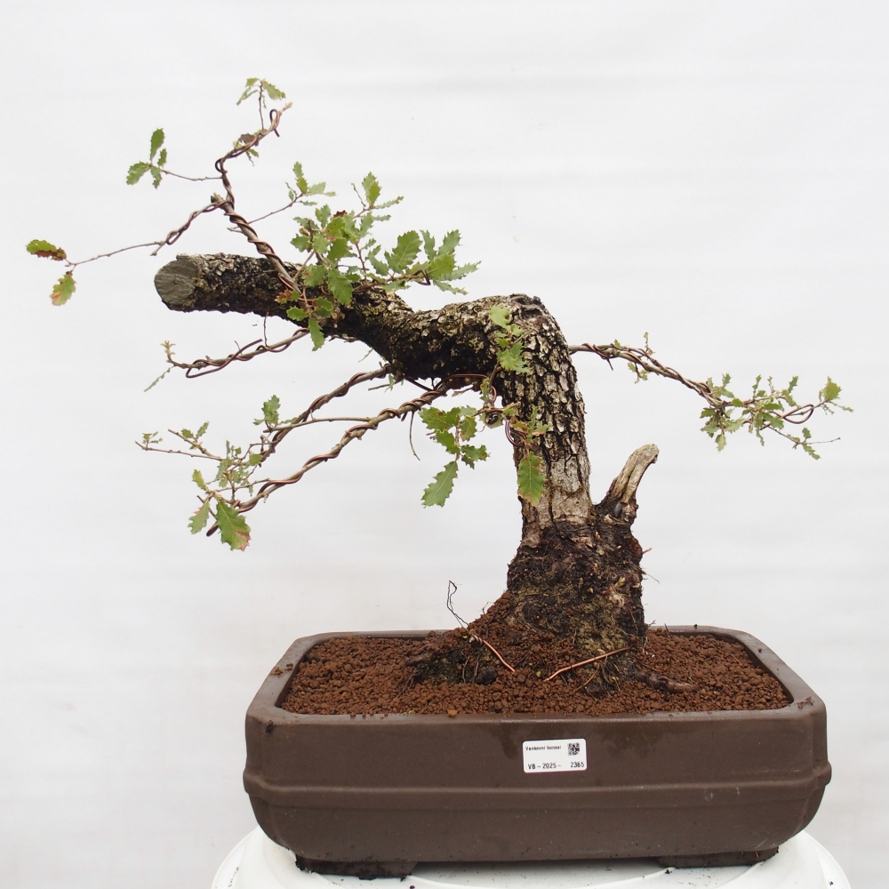 Yamadori - Quercus Ilex - Steineiche