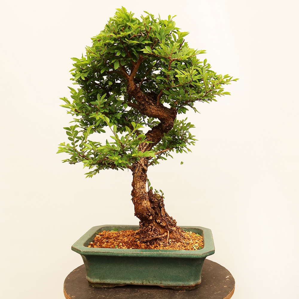 Bonsai im Freien - Zelkova - Zelkova NIRE