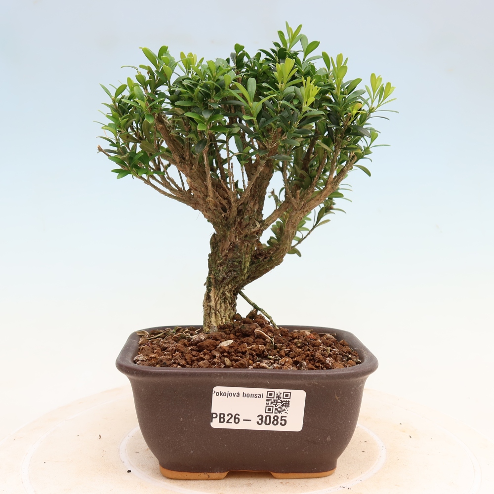 Zimmer Bonsai - Buxus harlandii - Korkbuxus